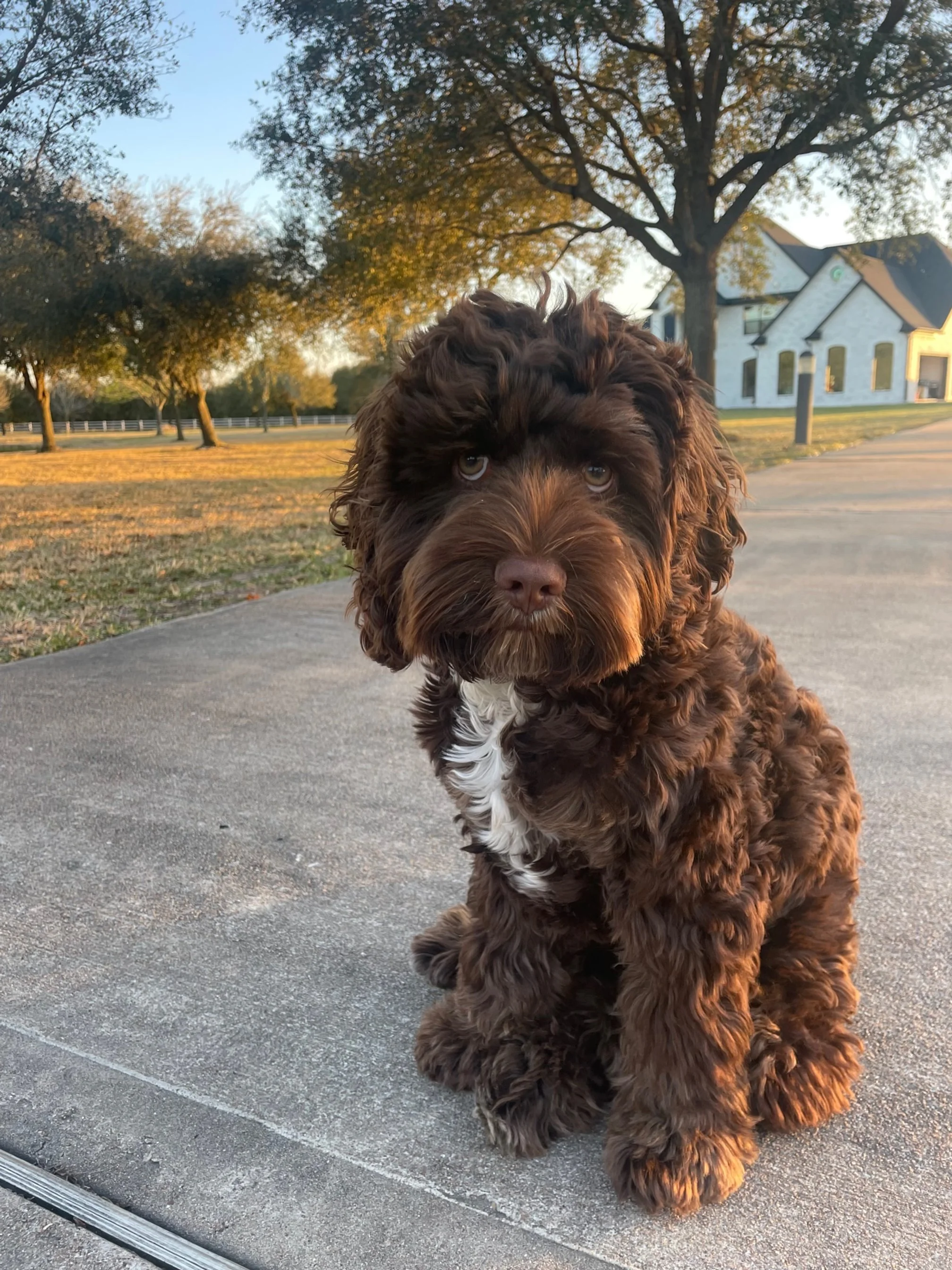 Doodle family australian hot sale labradoodle